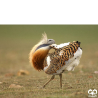 گونه میش مرغ Great Bustard